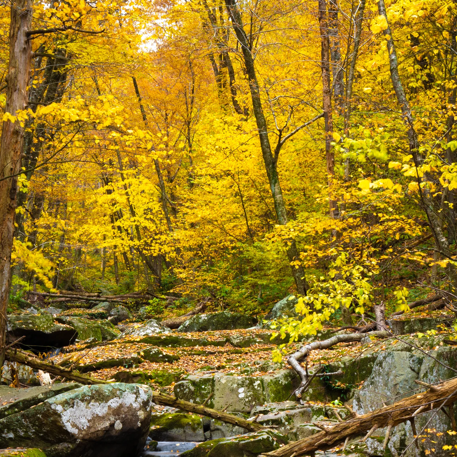 Fall In Dark Hollow Photographic Coaster